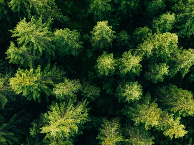 aerial-top-view-of-summer-green-trees-in-forest-in-2022-02-01-23-40-37-utc